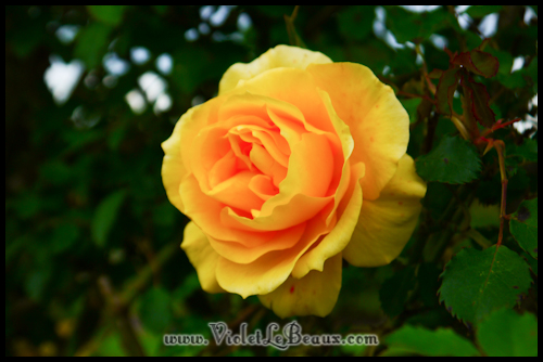 state-rose-garden703